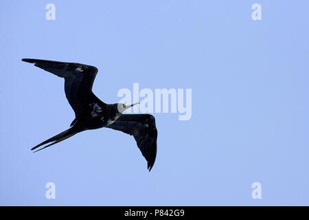 Ascension Frigatebird flying; Ascensionfregatvogel vliegend Stock Photo