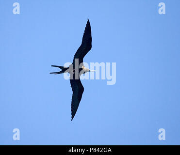 Ascension Frigatebird flying; Ascensionfregatvogel vliegend Stock Photo