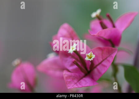 Brazilian ornamental plant Bougainvillea with pink and white flowers with yellow center. Background blurred in green color. Stock Photo