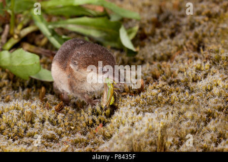 Bosspitsmuis etend, Common Shrew eating Stock Photo