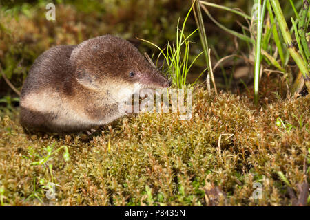 Bosspitsmuis etend, Common Shrew eating Stock Photo