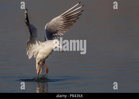 Gabbiano comune; Common Black-headed Gull; Croicocephalus ridibundus Stock Photo