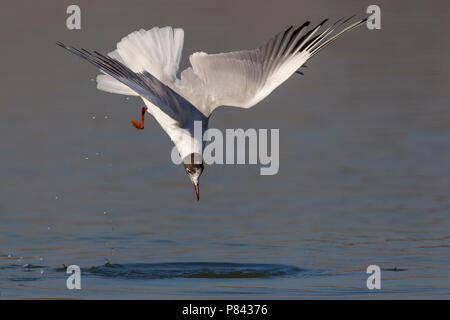 Gabbiano comune; Common Black-headed Gull; Croicocephalus ridibundus Stock Photo