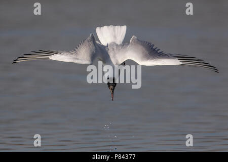 Gabbiano comune; Common Black-headed Gull; Croicocephalus ridibundus Stock Photo