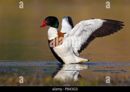 Volpoca; Shelduck; Tadorna tadorna Stock Photo