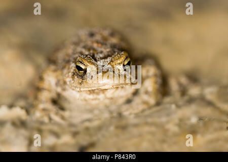 Gewone Pad; Common Toad Stock Photo