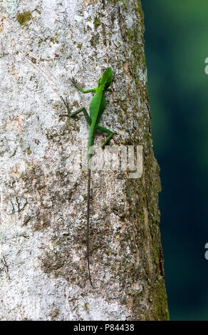 Green Crested Lizard, Bronchocela cristatella Stock Photo