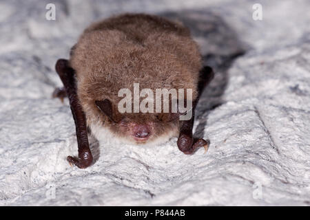 Watervleermuis hangend; Daubentons bat hanging Stock Photo