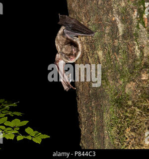 Watervleermuis, Daubenton's bat, Myotis daubentonii Stock Photo
