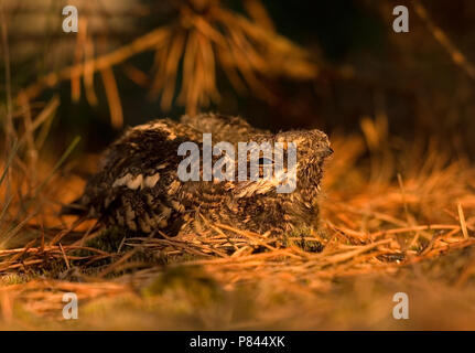 Jonge nachtzwaluw op nest; Young european nightjar on nest Stock Photo
