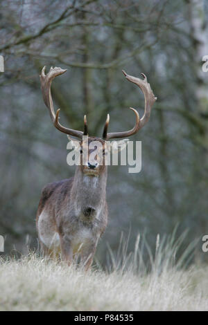 Mannetje Damhert; Male Fallow Deer Stock Photo