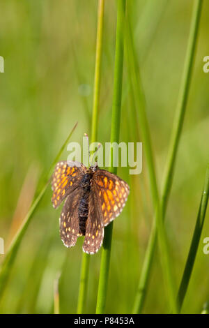 Woudparelmoervlinder zittend in de vegetatie; False Heath Fritillary perched in vegetation Stock Photo