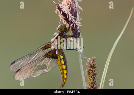 Platbuik,  Broad-bodied Chaser Stock Photo