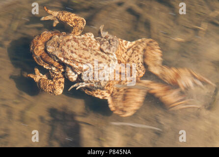 Parende Gewone pad, Mating Common Toad Stock Photo