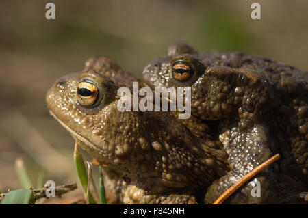 Close-up Parende Gewone Pad; Close-up Mating Common Toad Stock Photo