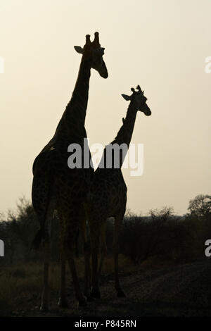 Giraffe silhouet; Giraffe silhouet Stock Photo