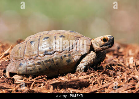 Gouden Moorse landschildpad; Golden Greek Tortoise Stock Photo - Alamy