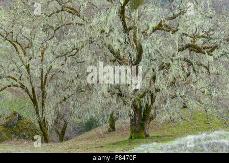 Valley Oaks, Quercus lobata, Yorkville, Mendocino County, California Stock Photo