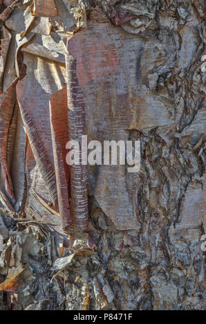 Paper thin bark from a River Birch tree (Betula nigra) with sunlight adding to the color. Stock Photo