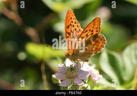 A stunning Silver-washed Fritillary Butterfly (Argynnis paphia) nectaring on a blackberry flower in woodland. Stock Photo