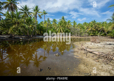 Orona Island interior Stock Photo