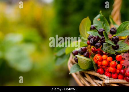 crop of berries and fruits in a basket isolated on nature background.Copy space.Selective focus.Still life with a bouquet of wild berries in wickler basket.Hello autumn Stock Photo