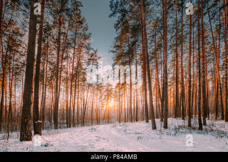 Beautiful Sunset Sunrise Sun Sunshine In Sunny Winter Snowy Coniferous Forest. Sunlight Through Woods In Winter Forest Landscape. Stock Photo