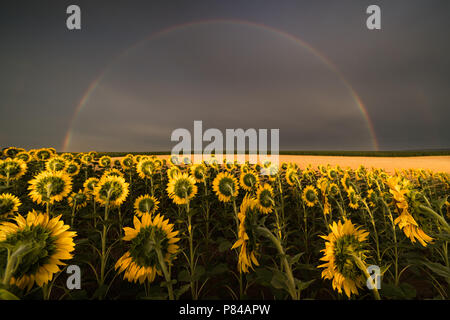 Fields of sunflowers an rainbow behind after rain in summer day Stock Photo