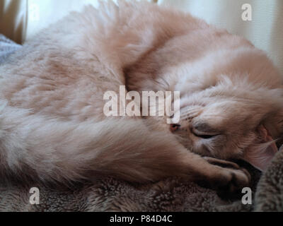 Beautiful Persian cat, exhausted after being a stray for over two weeks, resting up before being reunited with owner Stock Photo