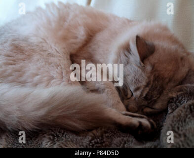 Beautiful Persian cat, exhausted after being a stray for over two weeks, resting up before being reunited with owner Stock Photo