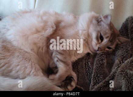 Beautiful Persian cat, exhausted after being a stray for over two weeks, resting up before being reunited with owner Stock Photo