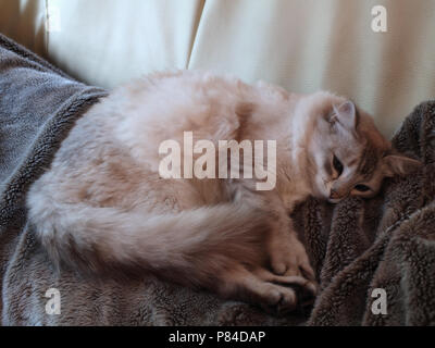 Beautiful Persian cat, exhausted after being a stray for over two weeks, resting up before being reunited with owner Stock Photo