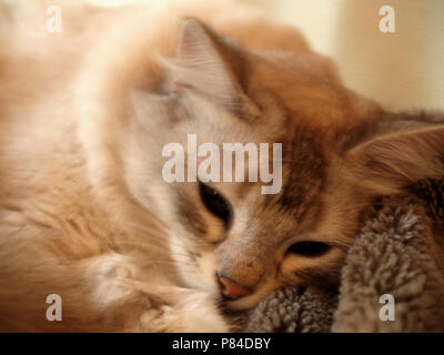 Beautiful Persian cat, exhausted after being a stray for over two weeks, resting up before being reunited with owner Stock Photo