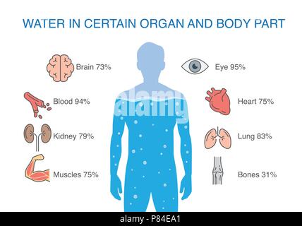 Water in certain organ and body part of human. Stock Vector