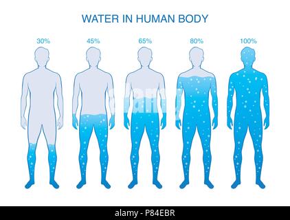 Difference percentage of water in the human body. Stock Vector