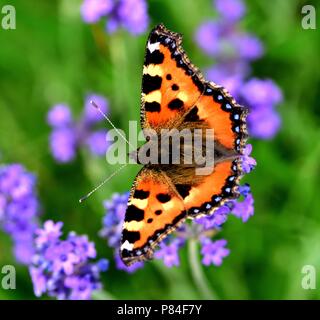 Small Tortoiseshell butterfly on lavender bush