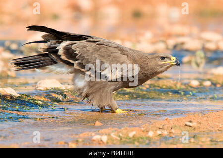 Steppe Eagle (Aquila nipalensis orientalis), Stock Photo