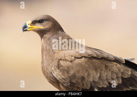 Steppe Eagle (Aquila nipalensis orientalis), juvenile close-up Stock Photo