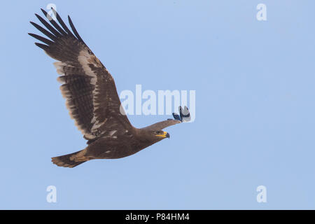 Steppe Eagle (Aquila nipalensis orientalis), juvenile in flight Stock Photo