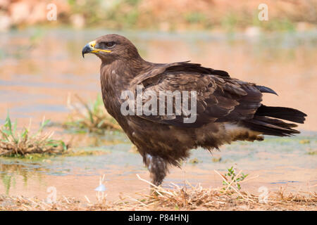 Steppe Eagle (Aquila nipalensis orientalis), adult standing in a creek bed Stock Photo