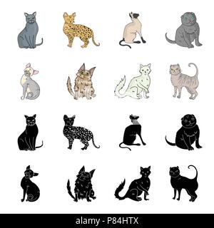 Turkish Angora, British longhair and other species. Cat breeds set collection icons in black,cartoon style vector symbol stock illustration . Stock Vector