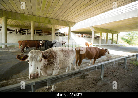 Cattle sheltering during the 2018 UK heatwave from hot weather under the A31 bridges in the New Forest Hampshire UK GB. 7.7.18 Stock Photo