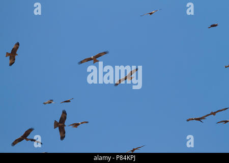 (Western) Black Kite - Schwarzmilan - Milvus migrans ssp. migrans, Morocco, birds starting migration in the morning Stock Photo