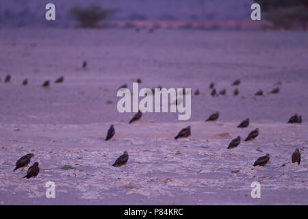 (Western) Black Kite - Schwarzmilan - Milvus migrans ssp. migrans, Morocco, roosting site during night Stock Photo