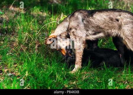Two homeless puppies are playing on the green grass. Stock Photo