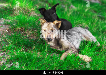 Two homeless puppy lying on green grass. Stock Photo