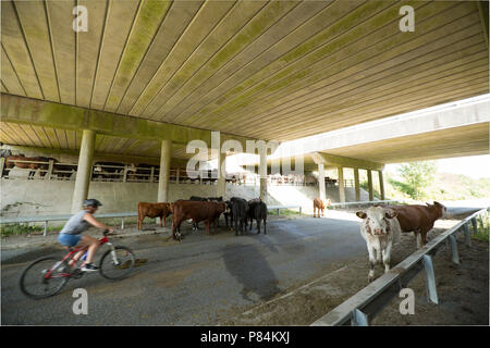 A cyclist passes cattle and horses sheltering during the 2018 UK heatwave from hot weather under the A31 bridges in the New Forest Hampshire UK GB. 7. Stock Photo