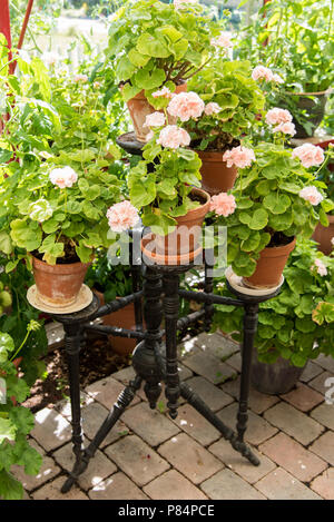 lots of pink geraniums on a stand Stock Photo