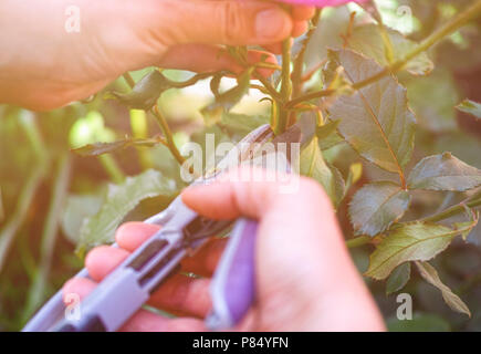 Woman hands with gardening shears cutting rose bush. Stock Photo
