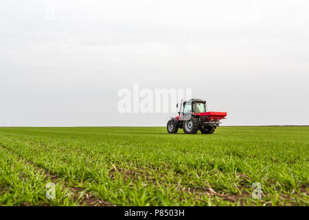 Farmer in tractor fertilizing wheat field at spring with npk Stock Photo